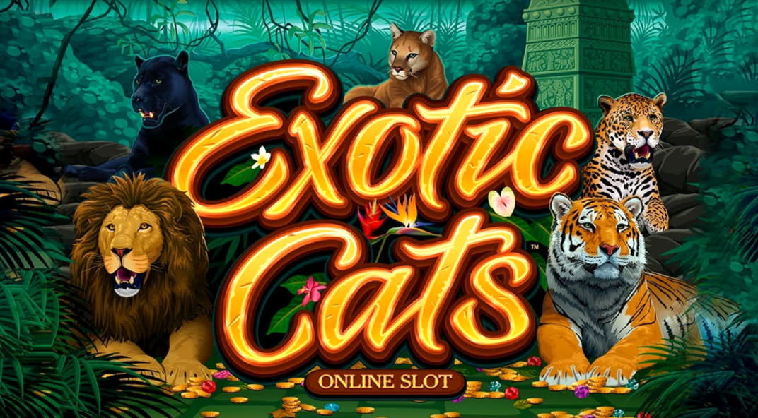 155 Free Spins Casino at CasiPlay Casino