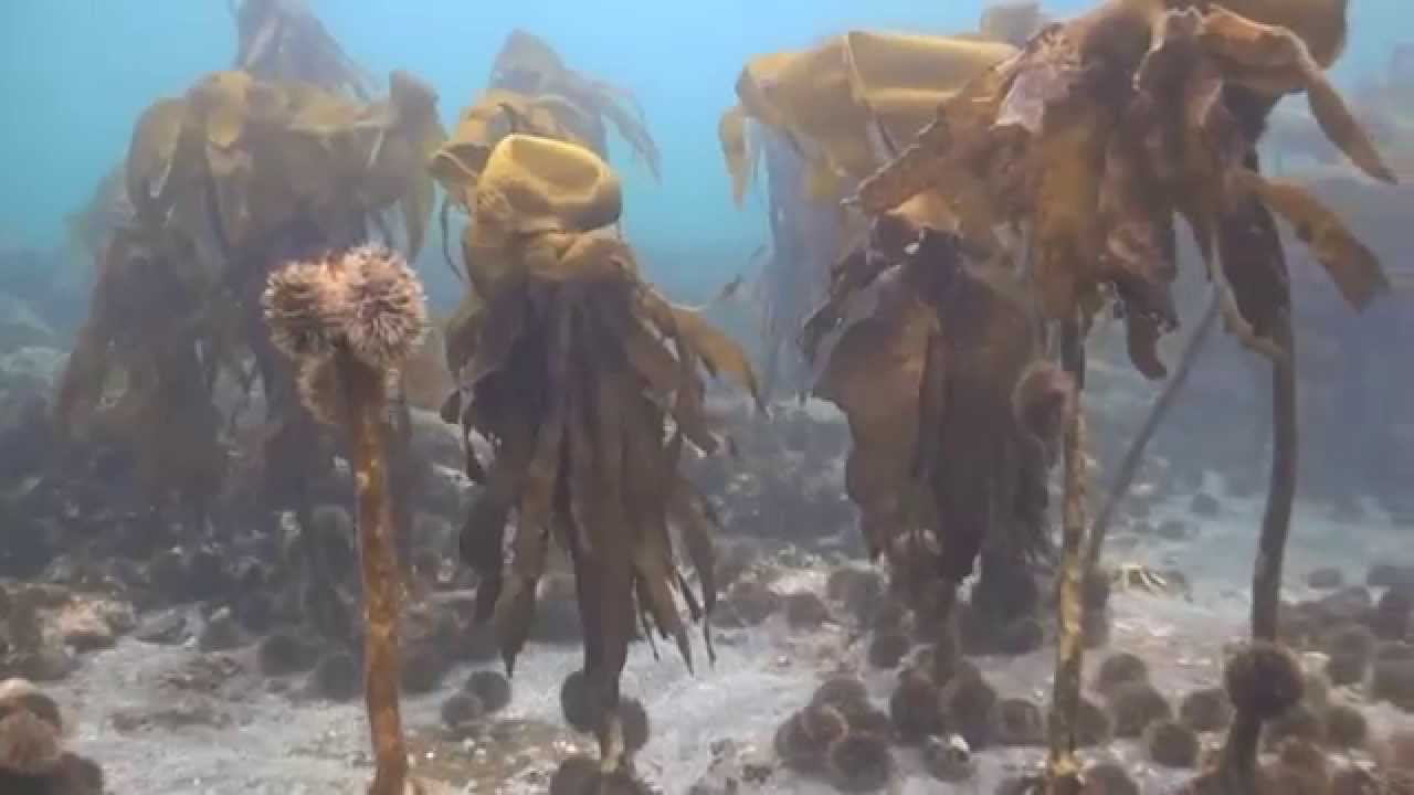 The Seaweed Jungle